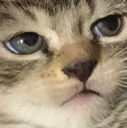 MBR_gatitobruh Discord emoji