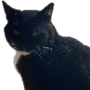 chichicat Discord Emoji