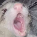 BunkaPog Discord Emoji