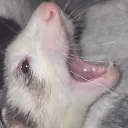 SkrunkierPog Discord Emoji