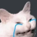 cat_crying