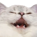 KU_CatLaugh Discord emoji
