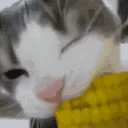 cat_corn