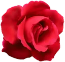 red_rose