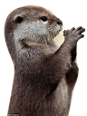 loutre