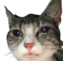 Succubus_cattocry Discord Emoji