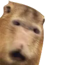 Capyshock