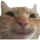 bcat_hehe Discord Emoji