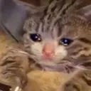 cry cry