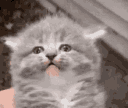 kittykitten2 Discord Emoji