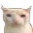 Bruhcat bruhcat Discord Emoji