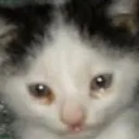 ccsadkitty Discord Emoji