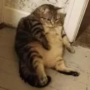 clazykitty Discord Emoji