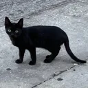 cxedezkitty Discord Emoji