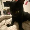 cwutkitty Discord Emoji