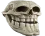 skullofhomo