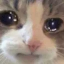 crycat