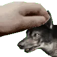 PetDogmeat