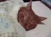 SCcatgn