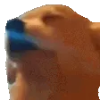 DogJam