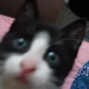 cleogamesonurphone