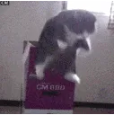 catjump catjump