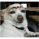 apdogmastmaalstare