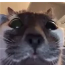 Methcat