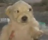 perro_de_reojo Discord emoji