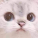 gato_asustado Discord emoji