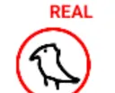 REAL