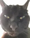 StareCat