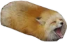 Foxloaf Discord Emoji