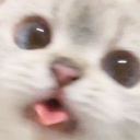 KU_CatBlep Discord emoji