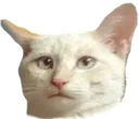 catstare