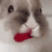 :mlem:
