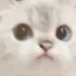 catstare catstare