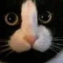 eldicknose
