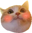 blushigncat blushigncat