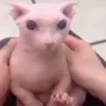 bingus