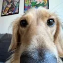 PG_DogStare