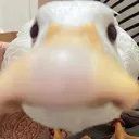 quacktually