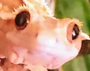geckostare geckostare