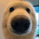 doggostare