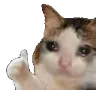 sadCatThumb