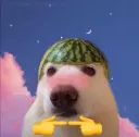 shy_dog