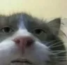 mothstare