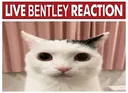 livebentleyreaction