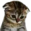 Gatotriste