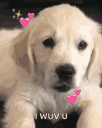 CUTEDOGG